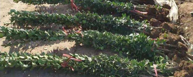 直立冬青简介 直立冬青介绍及图片