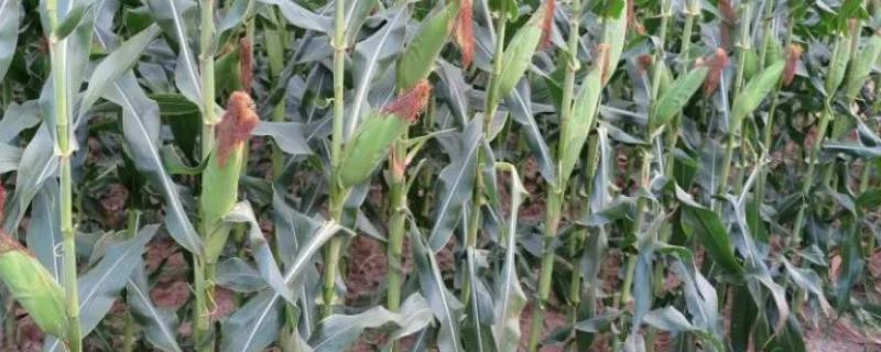 抗锈病的玉米品种有哪些（不生锈病的玉米品种）