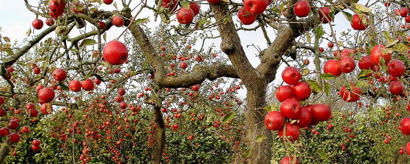 苹果烂果病怎样防治，烂果病的症状（苹果烂果是什么病）