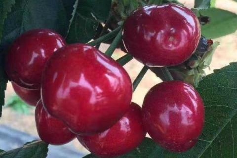 俄罗斯8号大樱桃品种介绍