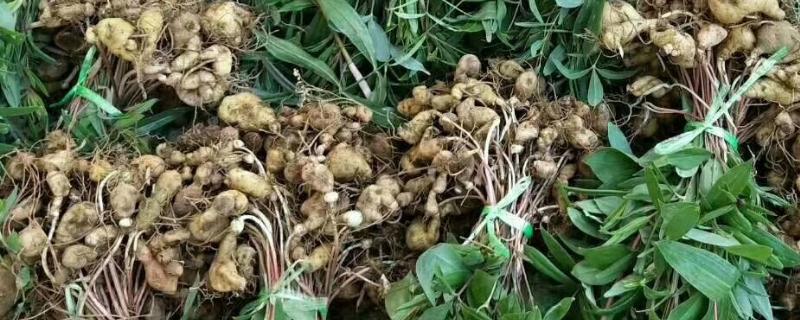 黄精的生长周期与产量,如何选择品种