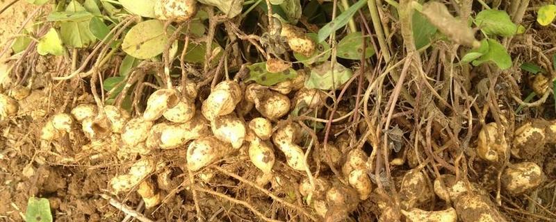 花生的种植与管理技术，几月份种植 花生种植的最佳时间,需要的条件