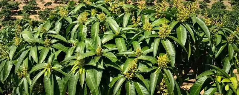 芒果幼果拉长技术,幼果期打什么药