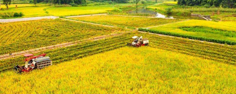 白露收获什么农作物 什么作物在白露收获