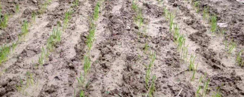 小麦不拌种直接播种行吗,播种的最佳时间