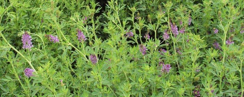 牧草王是什么品种，附简介（牧草新品种之王）