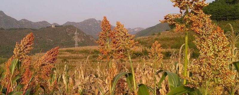 高粱几月份种植，附种植方法（高粱什么季节种植）