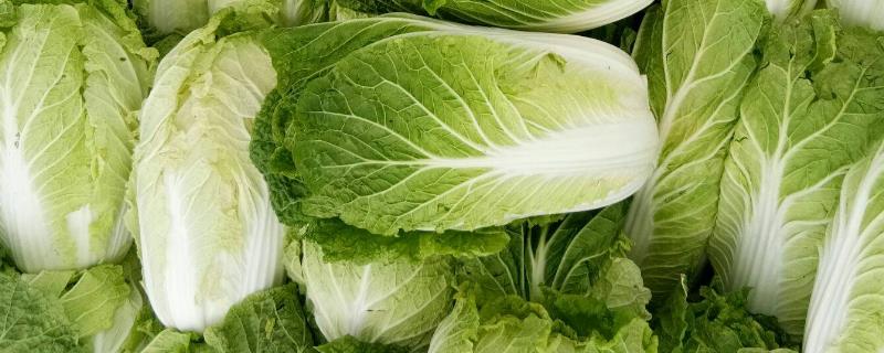 白菜苗期管理，附苗期病虫害（大白菜的苗期管理及病虫害防治）