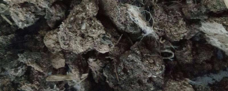 鸡粪冬天可以自然腐熟吗,鸡粪肥适合哪些作物