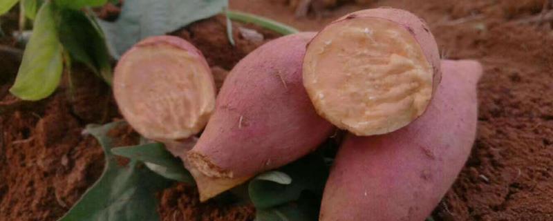 烟薯25哪个产地的好,附种植方法