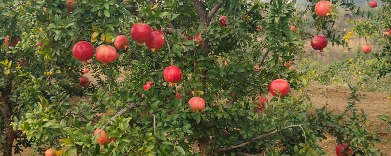 果园最有效的除草方法,除草布一米多少钱