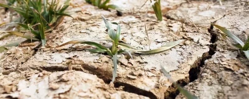 土壤酸化的改良措施,是什么原因导致的