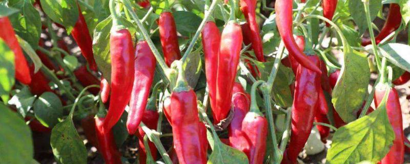 辣椒什么季节成熟，什么品种好 辣椒在什么季节成熟?