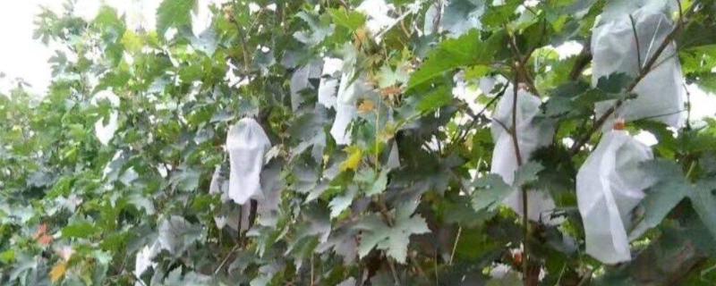 套袋怎么套，套袋可以用塑料袋吗（套袋怎么套,套袋可以用塑料袋吗视频）