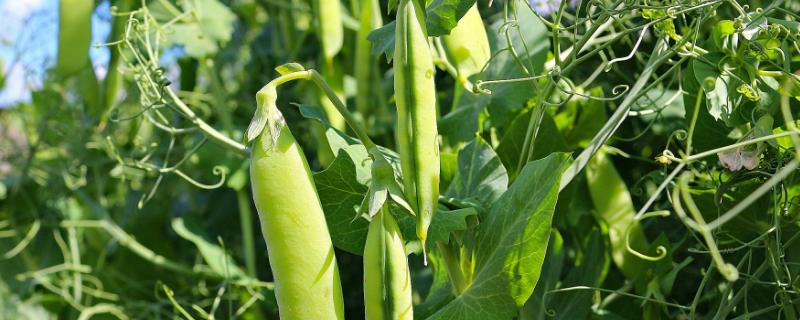 豌豆亩产量多少斤,附豌豆的种植方法