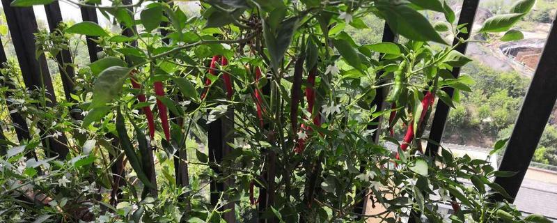 阳台种辣椒好不好，如何掐尖（种小辣椒用不用掐尖）