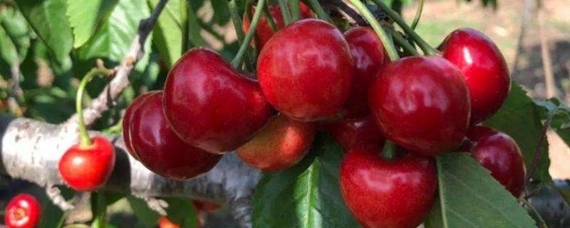 红灯樱桃品种介绍 红灯樱桃产地