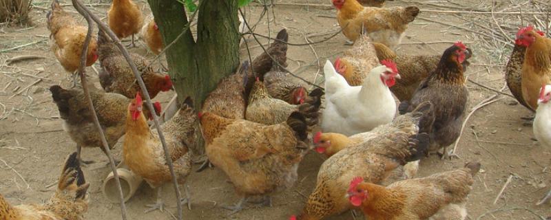 鸡过料用什么药治疗,是什么原因导致的