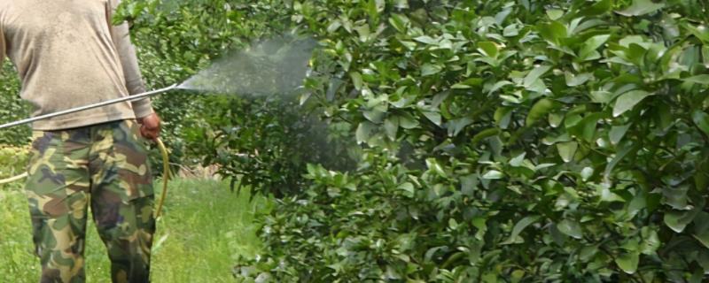 甲氧虫酰肼能治什么害虫,甲氧虫酰肼不能用在什么作物上