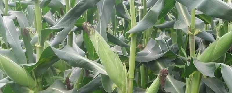 翔玉998玉米品种 翔玉998玉米品种好不好