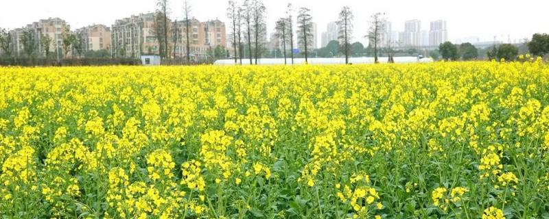 十月中旬还能种油菜吗,附种植方法 十月上旬还能种油菜吗