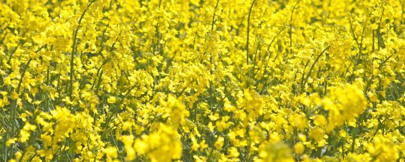种油菜的方法和步骤,几月份种植合适