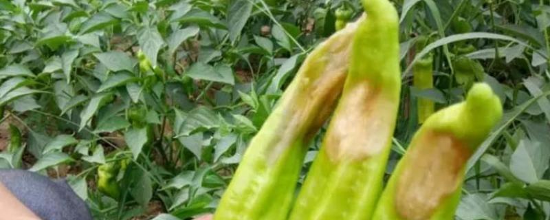 辣椒果腐病用什么药防治,是什么原因引起的