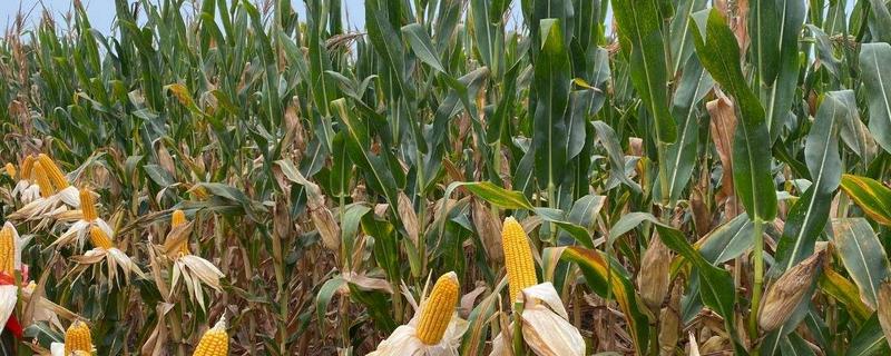 强硕68玉米种子特性，附简介（强硕88玉米种子）