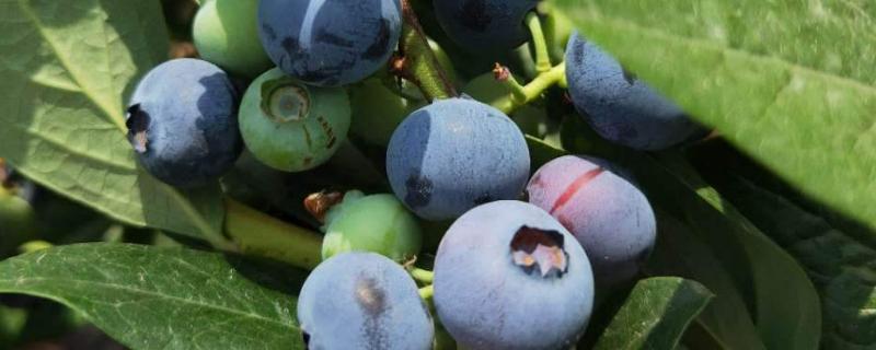 蓝莓品种大全（蓝莓品种大全 75个品种）
