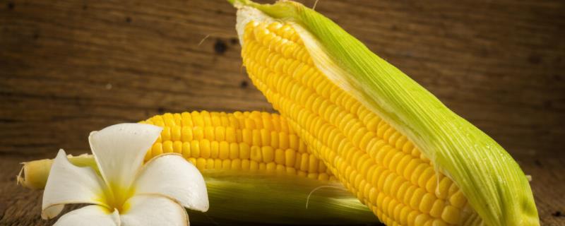 玉米乌霉怎么发生的,如何防治
