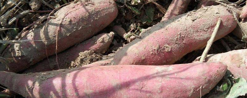 烟25红薯有什么特别，附简介（烟薯25百度百科）