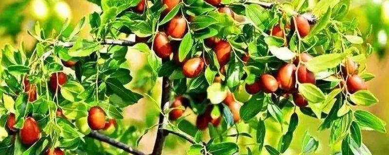 枣树结的枣生虫怎么办,枣树苗几月份种植合适