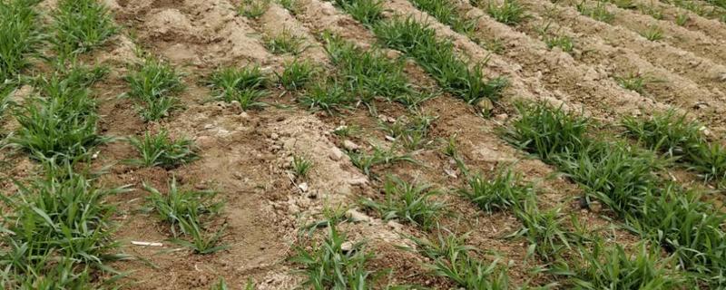 缺苗断垄什么意思啊,该如何补救 缺苗断垅