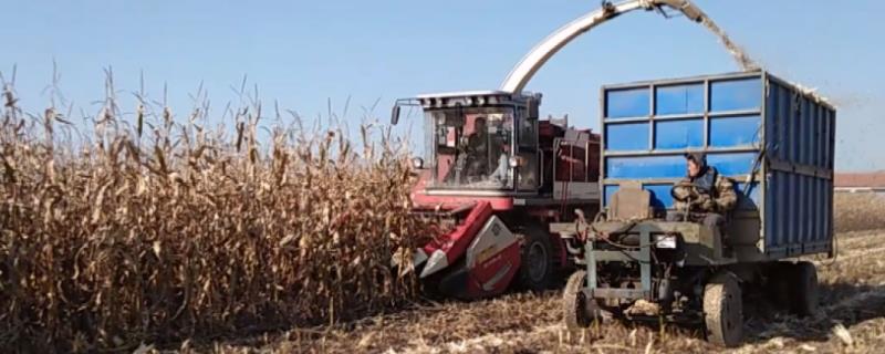 玉米收割机保养与维修，附工作原理（玉米收割机的维修与保养）