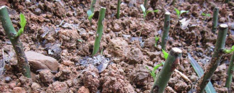 有性繁殖和无性繁殖的区别,有性繁殖的有点和缺点