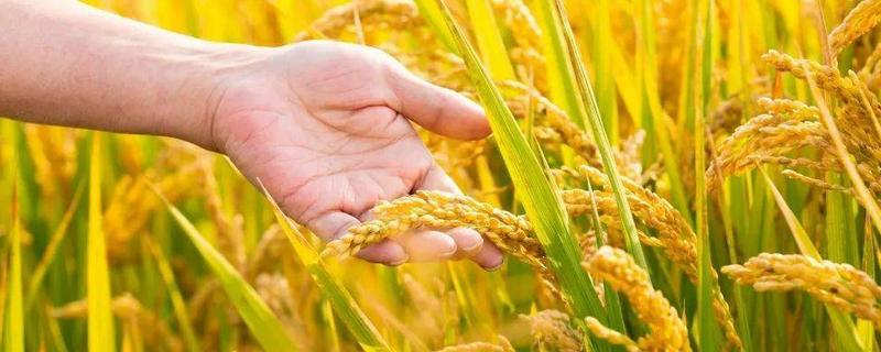 硅肥一亩地用多少,硅肥的十大作用(硅肥每亩用量)