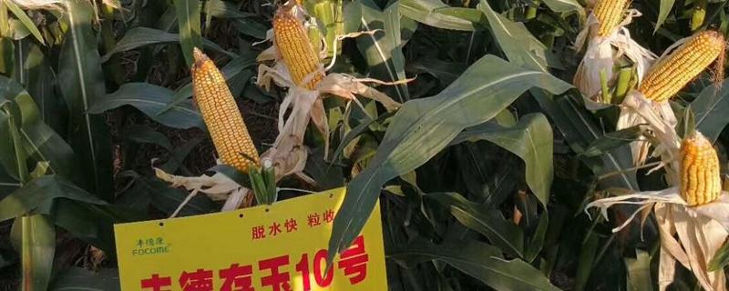 丰得存玉10号玉米种特征特性，附简介（丰德存玉10号玉米种简介）