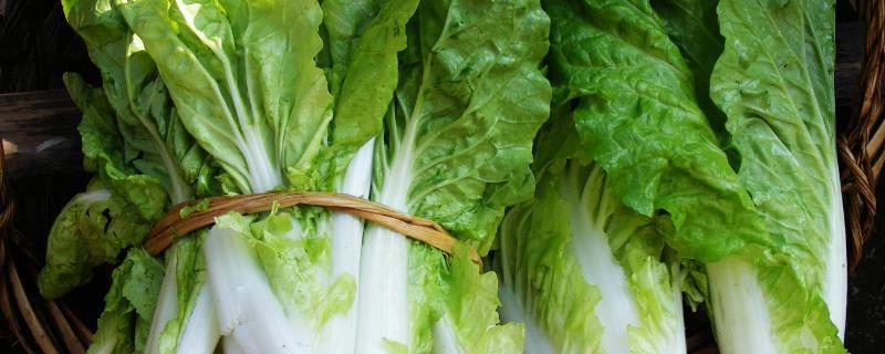 11月份播种的蔬菜明细表（9月份播种的蔬菜明细表）