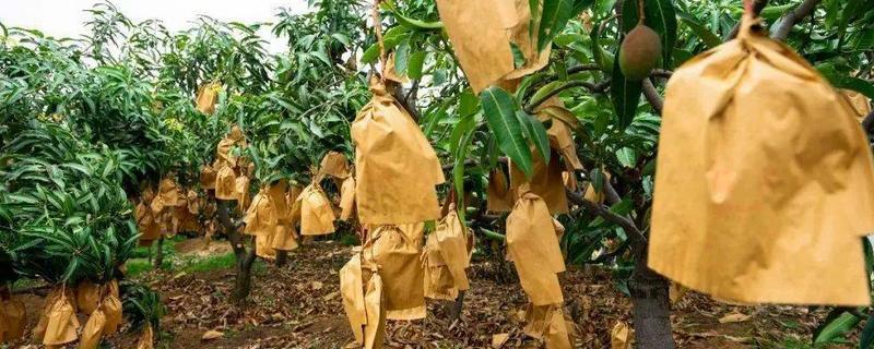 芒果套袋的正确方法,套袋用什么材料