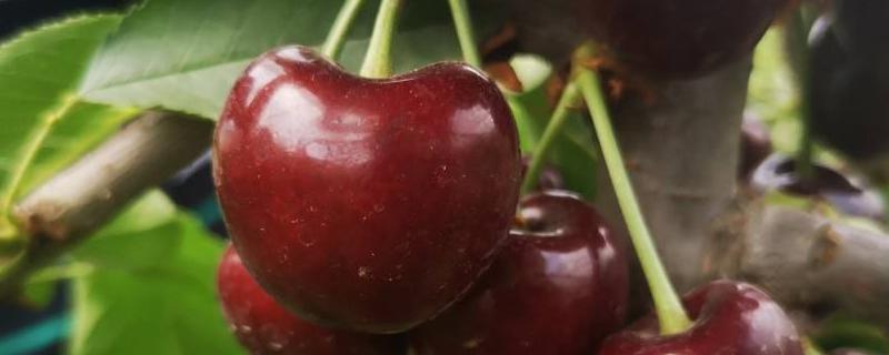 桑提娜大樱桃品种介绍（桑提娜樱桃是什么品种）