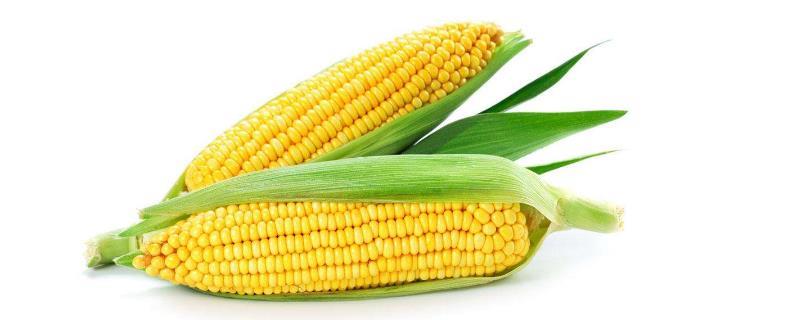 明天695玉米种简介（明天695玉米种子）