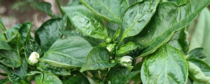 辣椒卷叶病怎样处理好,是什么原因引起的