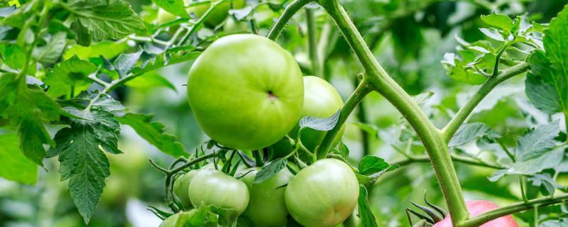 立夏前后可以种什么（立夏前后 生好不好）