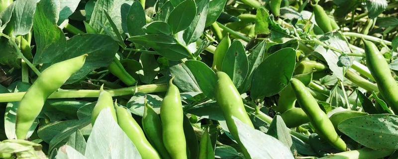 蚕豆除草用什么除草剂，附种植方法 蚕豆用什么农药封草
