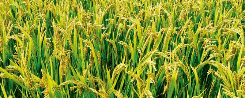 种水稻的过程是什么，什么季节种水稻