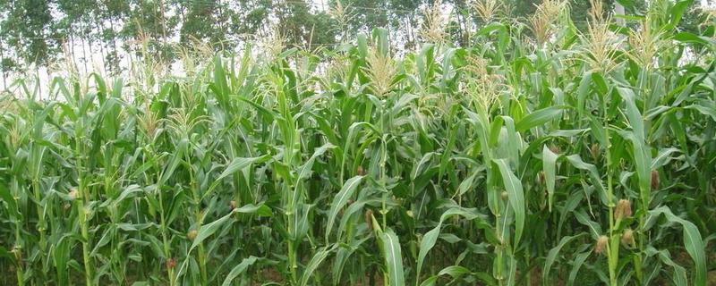 强育h1992玉米特征特性,附简介