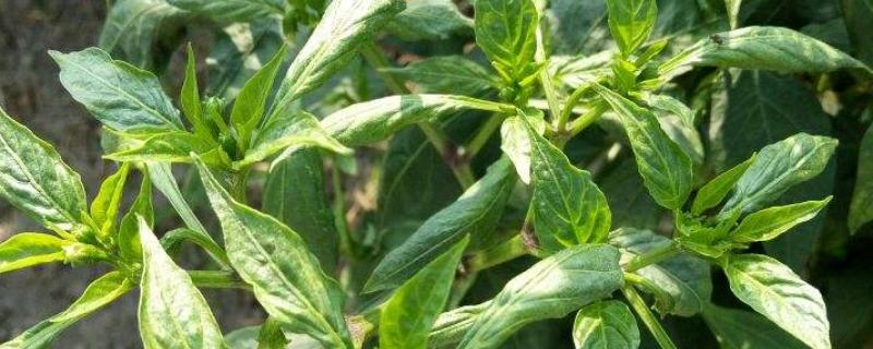 辣椒疫病的症状有哪些症状,是什么原因引起的