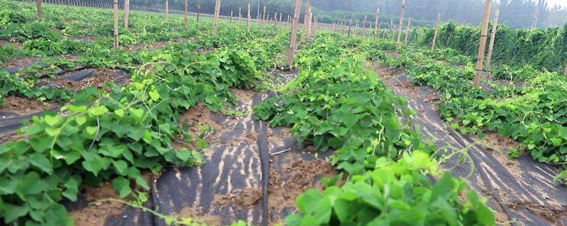 粉防己种植技术，适合什么地方种植 粉防己栽培技术