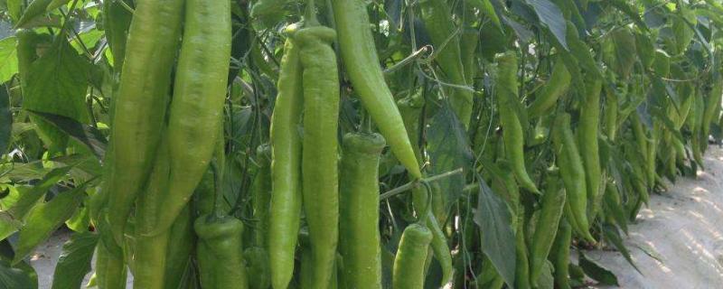 辣椒一年四季都结果吗,是几年生植物