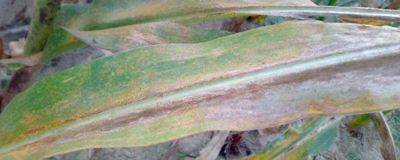 玉米锈病会影响下茬小麦吗,是什么原因导致的